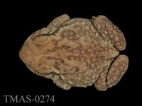 藏品(盤古蟾蜍)的圖片